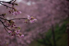 2012　まつだ桜まつり1