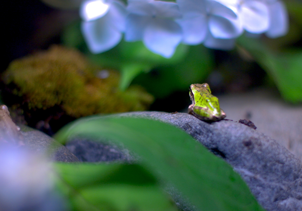 新江ノ島水族館　2011　紫陽花と蛙