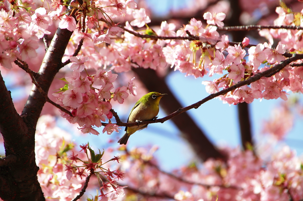 冬の桜は蜜の味