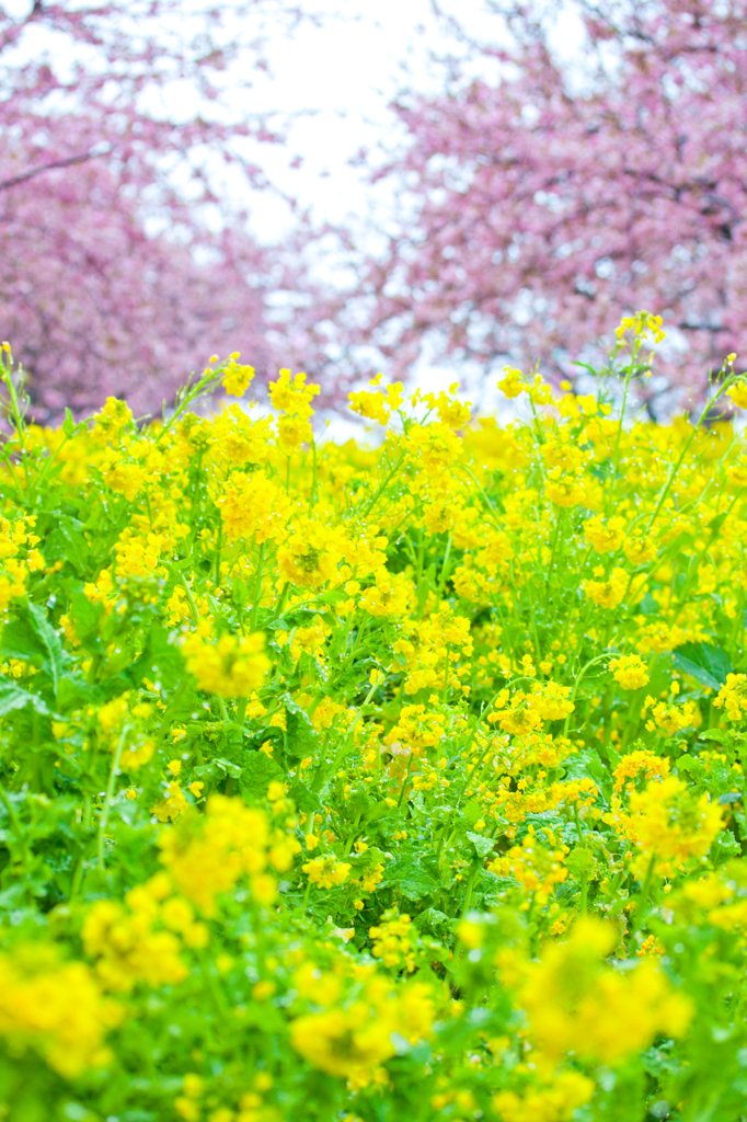 2012　まつだ桜まつり3