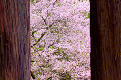 桜屏風