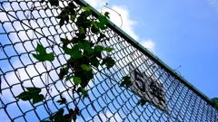 青梅　2011　夏休み