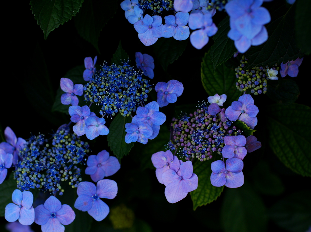 相模原公園　2011　紫陽花のリズム