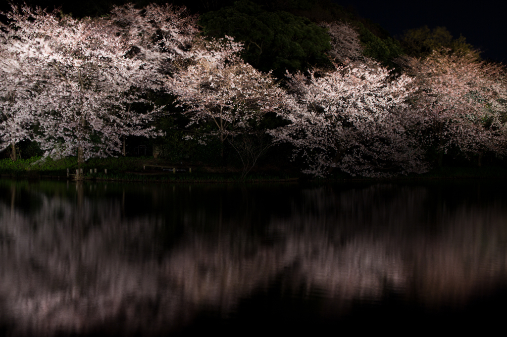 漆黒に夜桜
