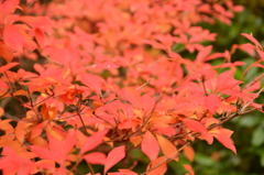 花のように