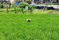 農作業