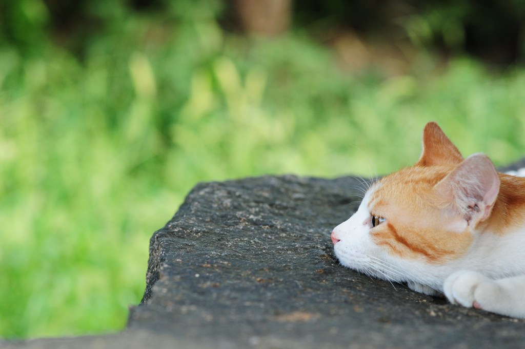 夏の午後
