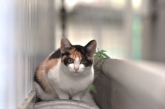 隙間ねこ