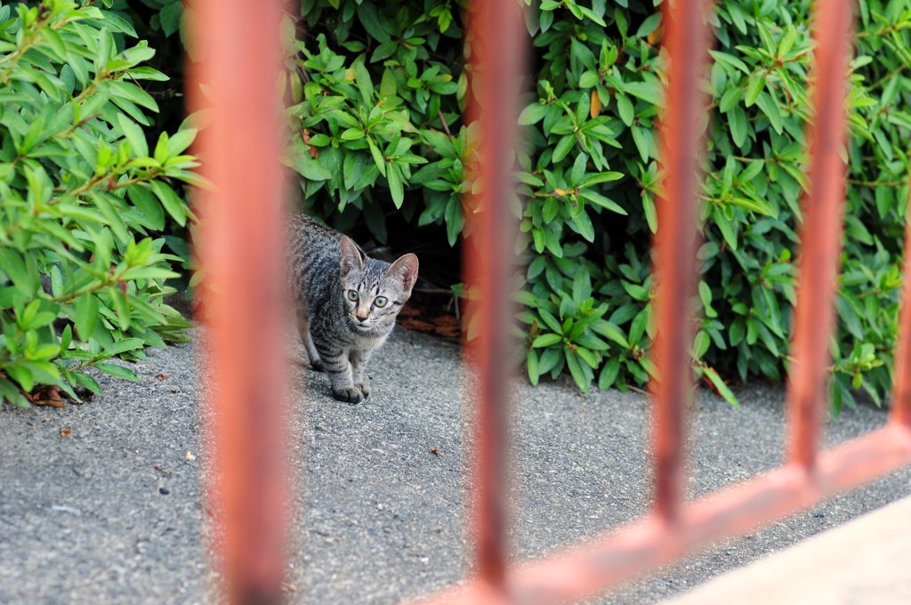 チビ猫の大冒険！