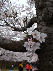 桜2