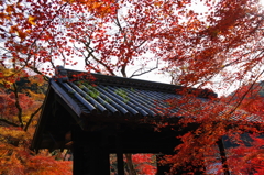 黒門（初投稿）