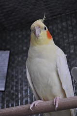 えっへん！