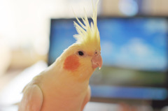 はぁ・・もういいわ