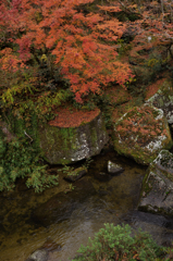 見下ろしても紅葉