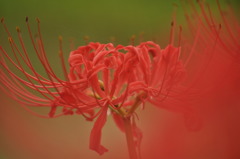 彼岸花