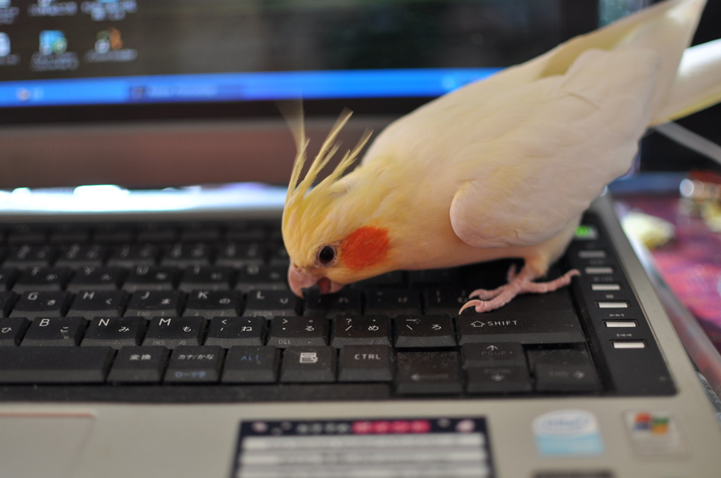 ワタシもできるもん！その1