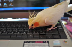 ワタシもできるもん！その1