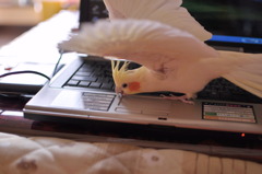 なんで動かないのよ！！