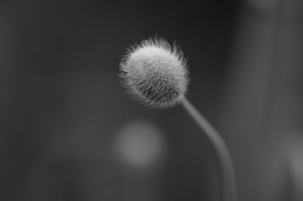 Flowers-B&W　＃8