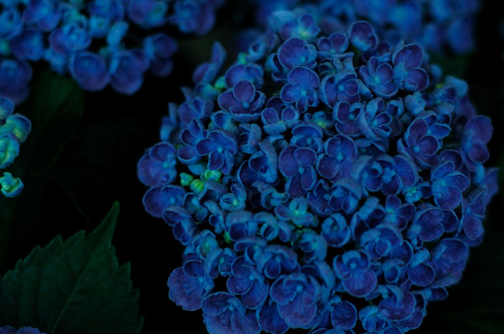Hydrangea　＃12