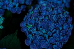 Hydrangea　＃12