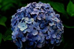 Hydrangea　＃5