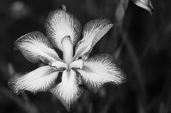 Flowers-B&W　＃12