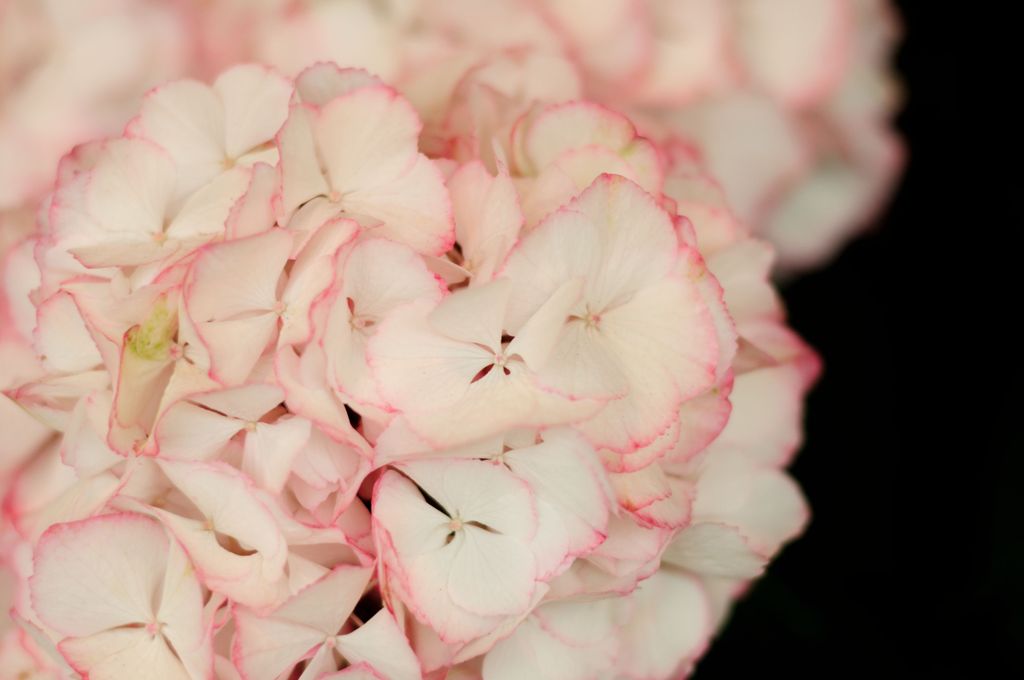 Hydrangea　＃10