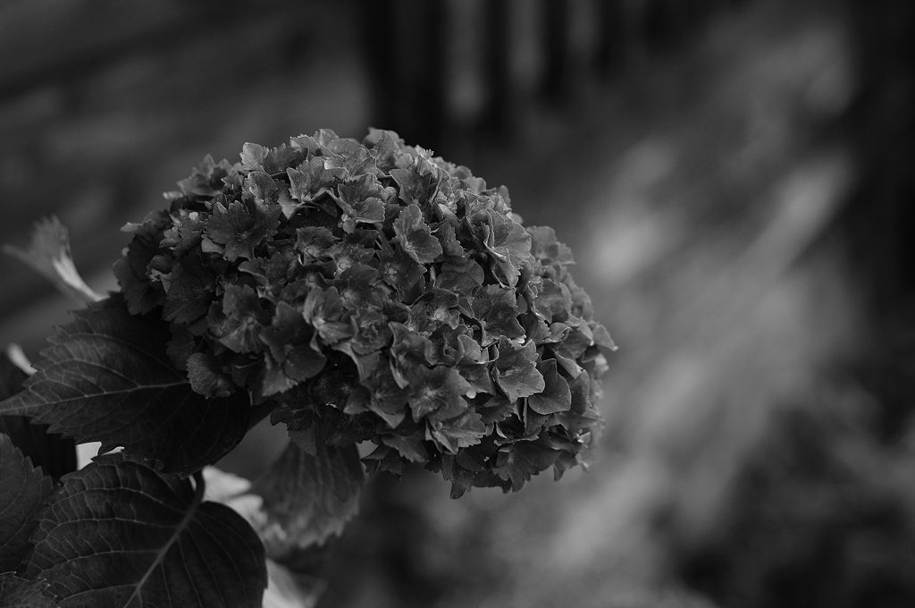 Flowers-B&W　＃11