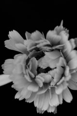 Flowers-B&W　＃9