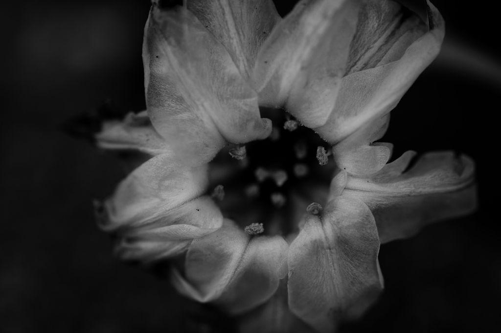 Flowers-B&W　＃5