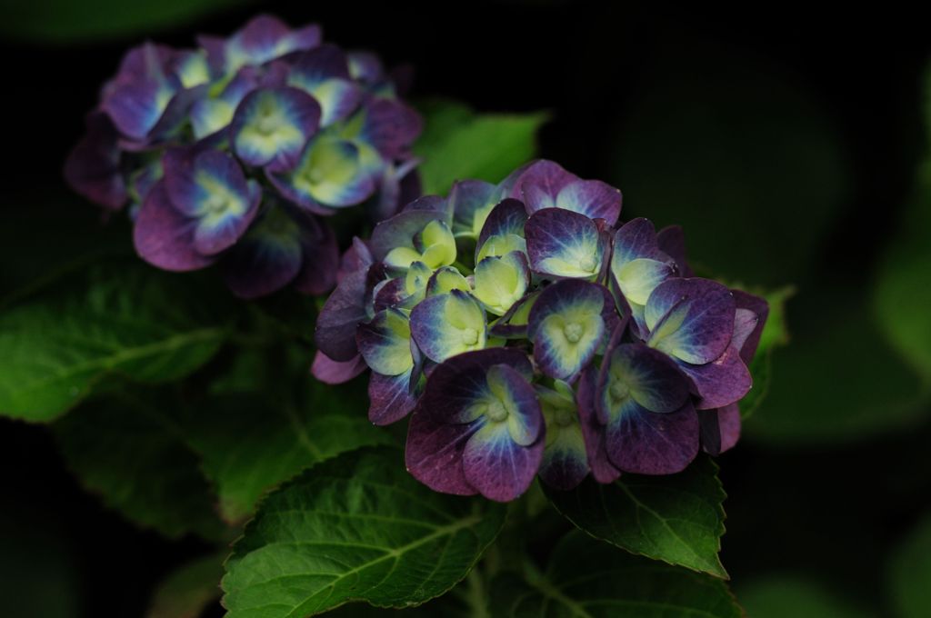 Hydrangea　＃3