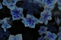 Hydrangea　＃16