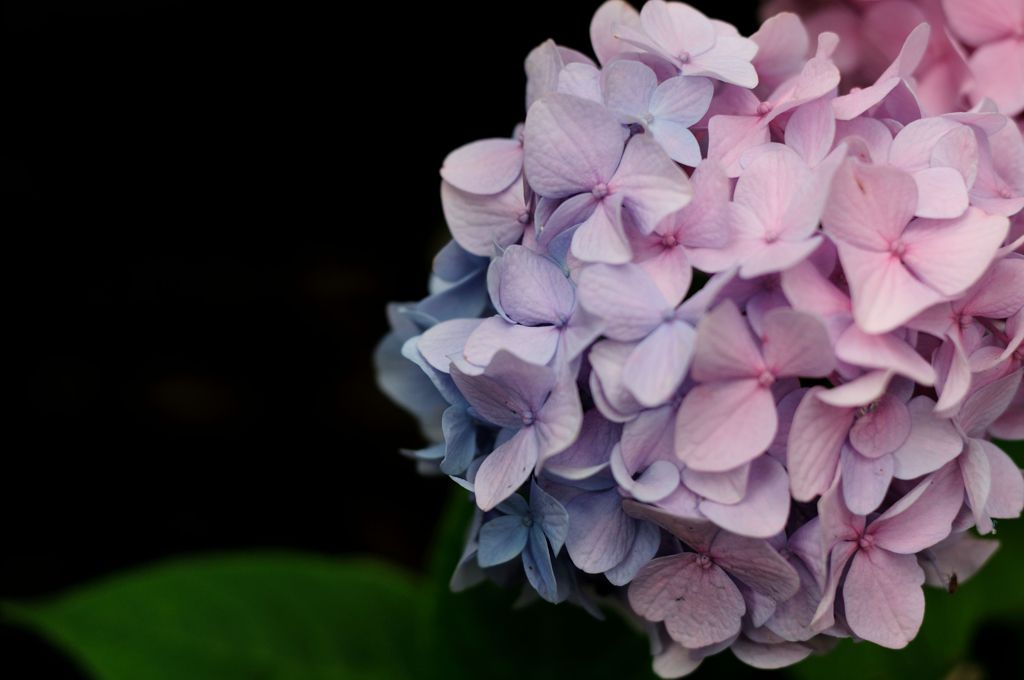 Hydrangea　＃2