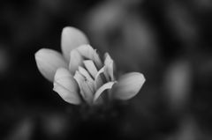 Flowers-B&W　＃1