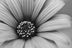 Flowers-B&W　＃13