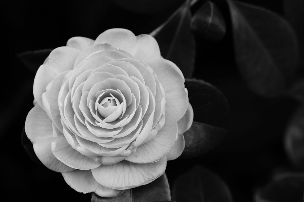 Flowers-B&W　＃3