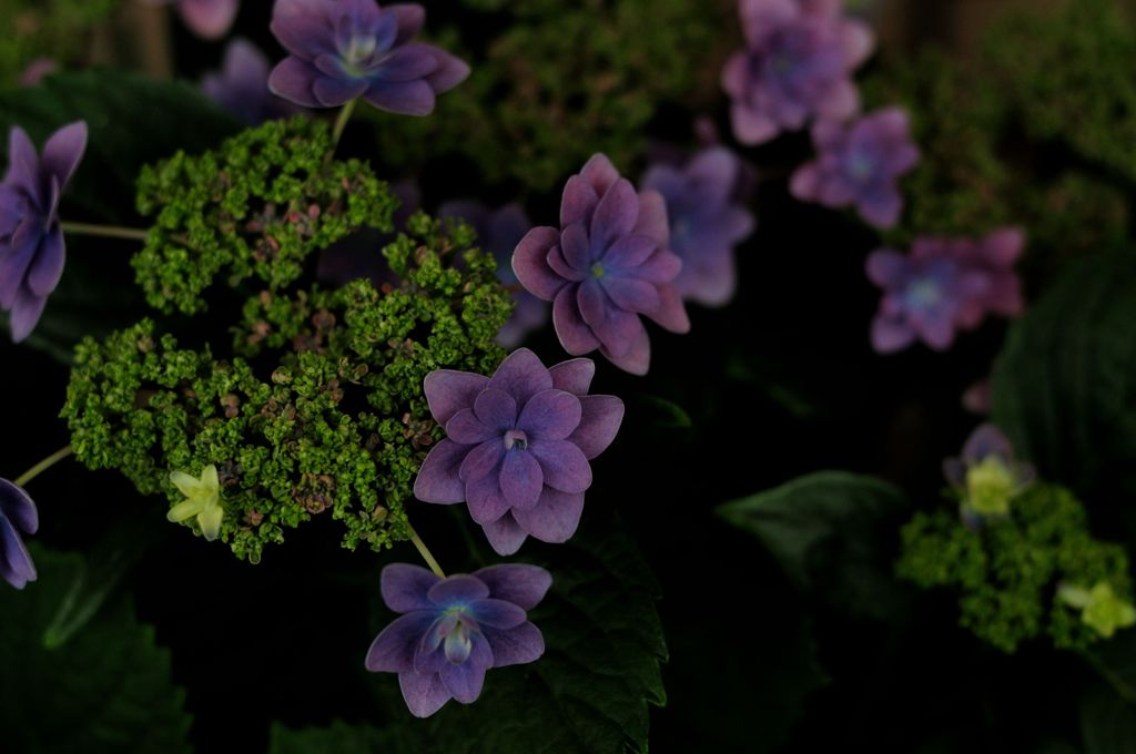 Hydrangea　＃8