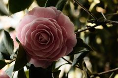 Camellia