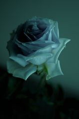 Blue rose