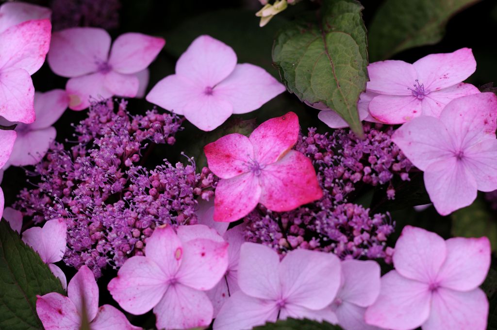 Hydrangea　＃1