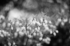 Flowers-B&W　＃10