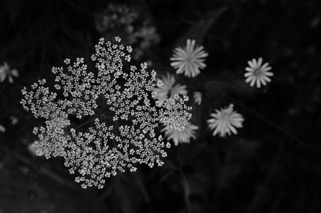 Flowers-B&W　＃16