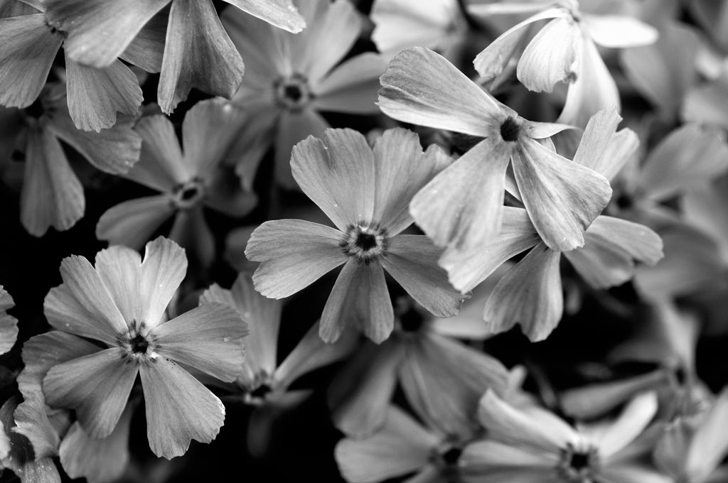 Flowers-B&W　＃6