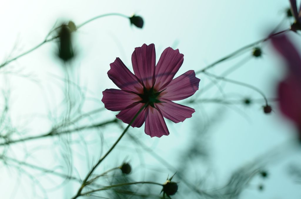 秋桜～2