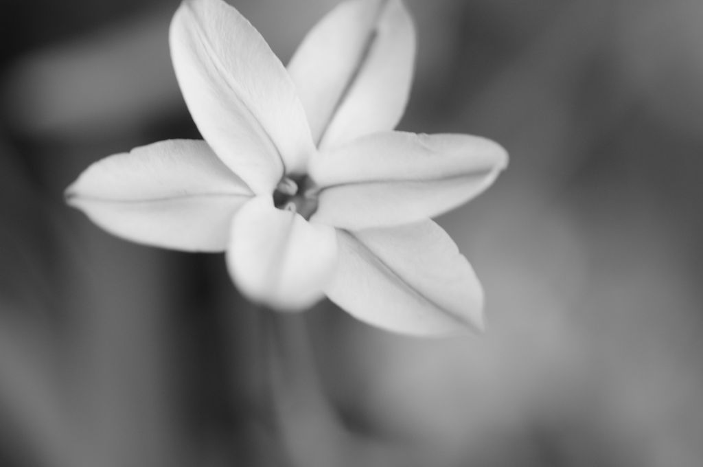 Flowers-B&W　＃7