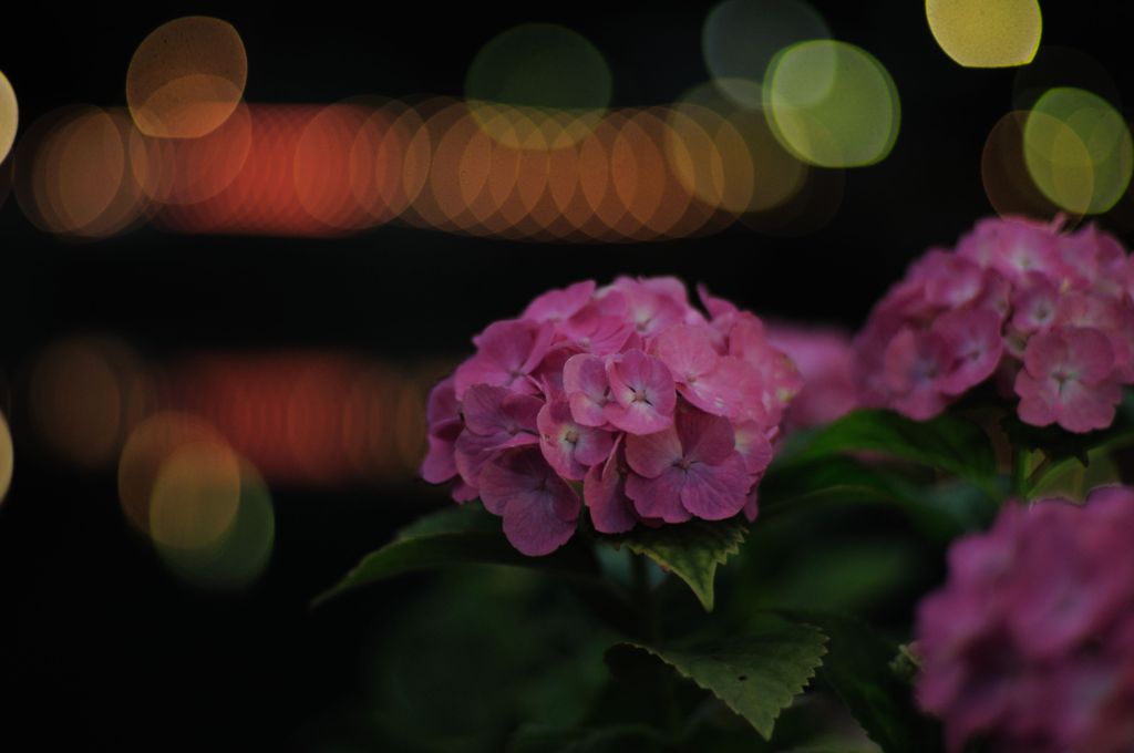 Glowfly＆Hydrangea