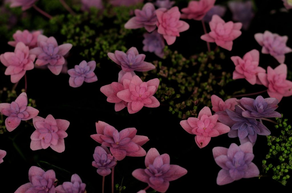 Hydrangea　＃9