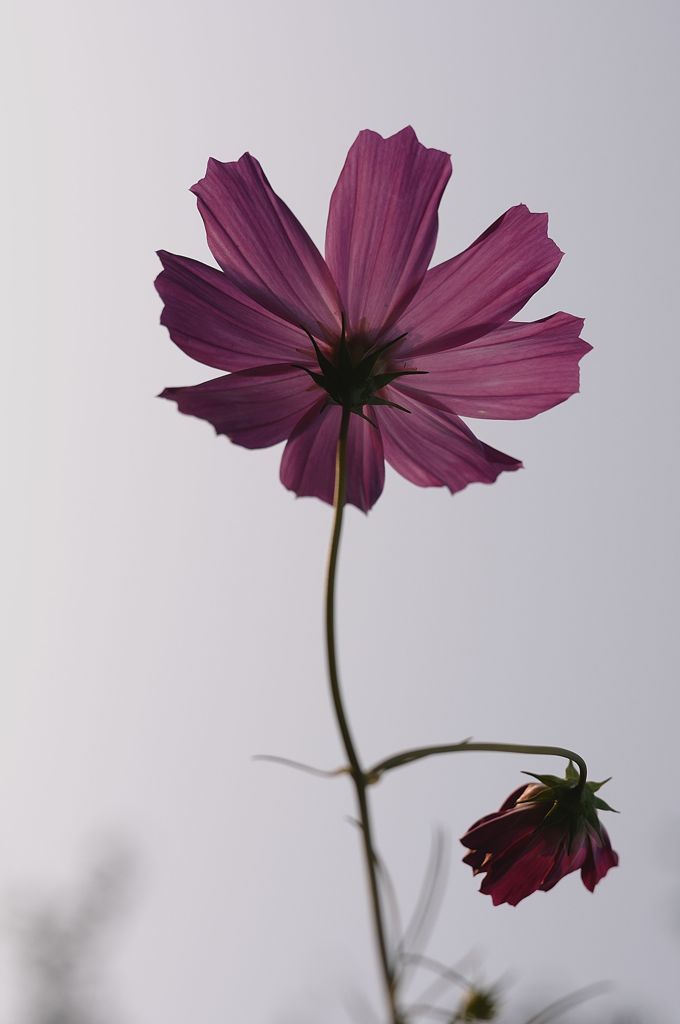 秋桜～1
