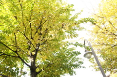 開園
